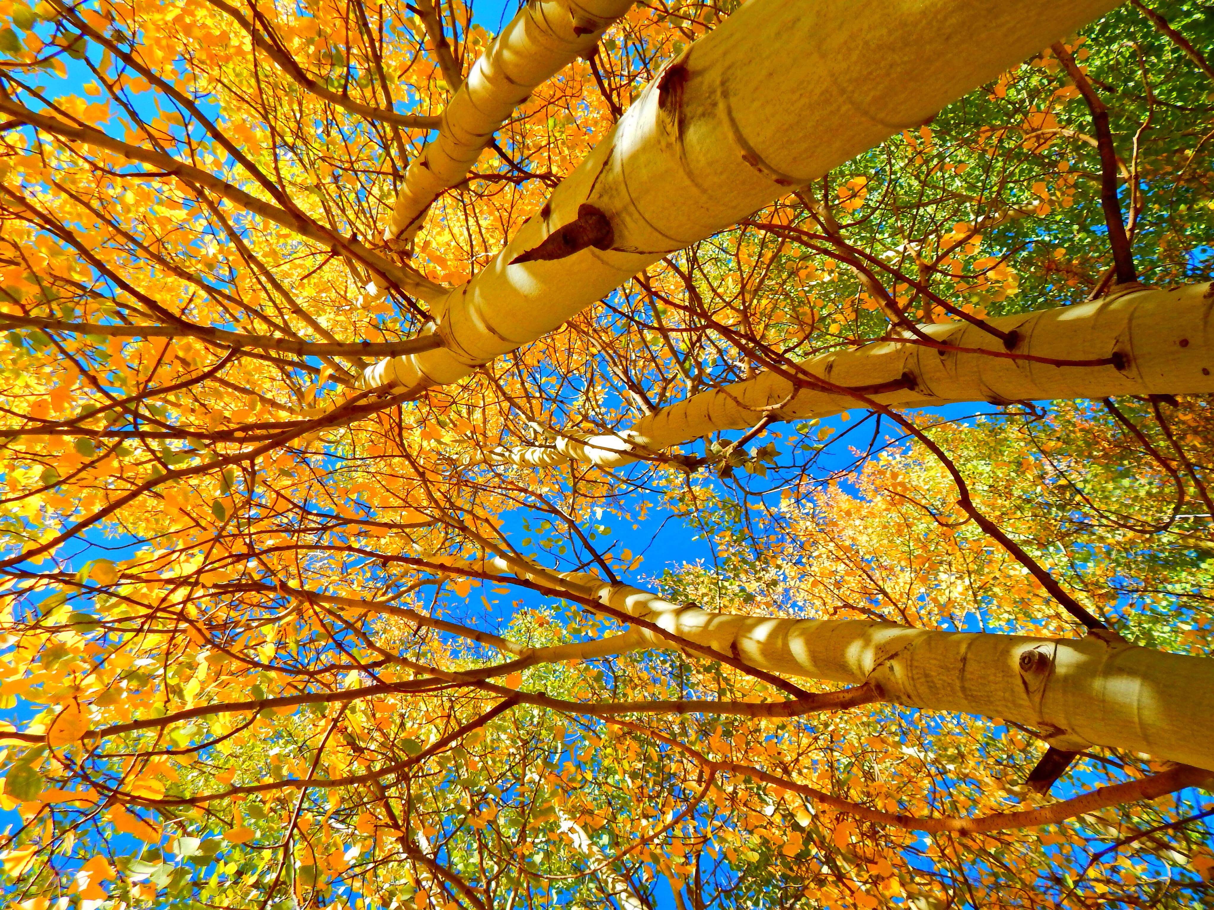 Featured photo - Aspens in Colorado